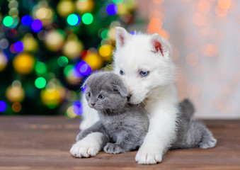 White siberian husky hugs baby kitten on a background of the Christmas tree. Empty space for text