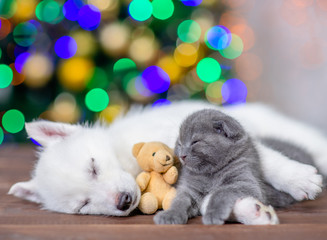 Fototapeta na wymiar White husky puppy hugs gray kitten on a background of the Christmas tree