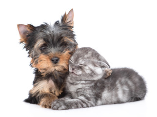 Yorkshire Terrier puppy hugs sleepy kitten. Isolated on white background