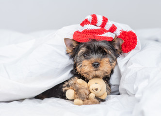 Yorkshire terrier puppy wearing a warm hat lies under warm blanket on the bed and hugs toy bear. Empty space for text