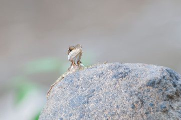 Lizard Looking Over a Rock 