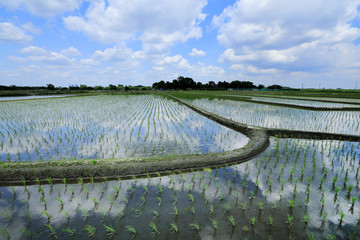 初夏の水田と雲