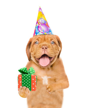 Funny puppy wearing a party hat holds gift box. isolated on white background