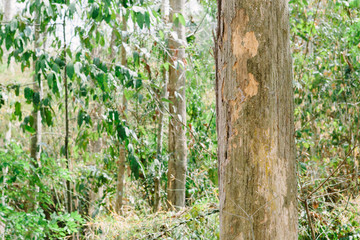 Teak tree in the forest	