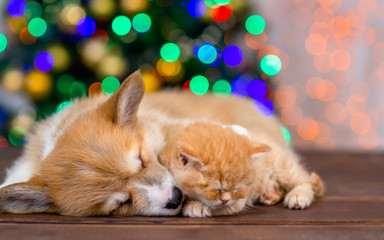 Fototapeta na wymiar Pembroke welsh corgi puppy and tiny kitten sleep together on festive Christmas background