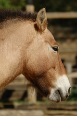 Obraz premium ウマ