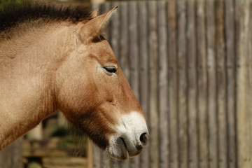 Fototapeta premium ウマ