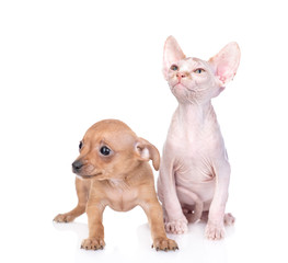 Tiny toy terrier puppy and sphynx kitten sit together and look away and up.  isolated on white background