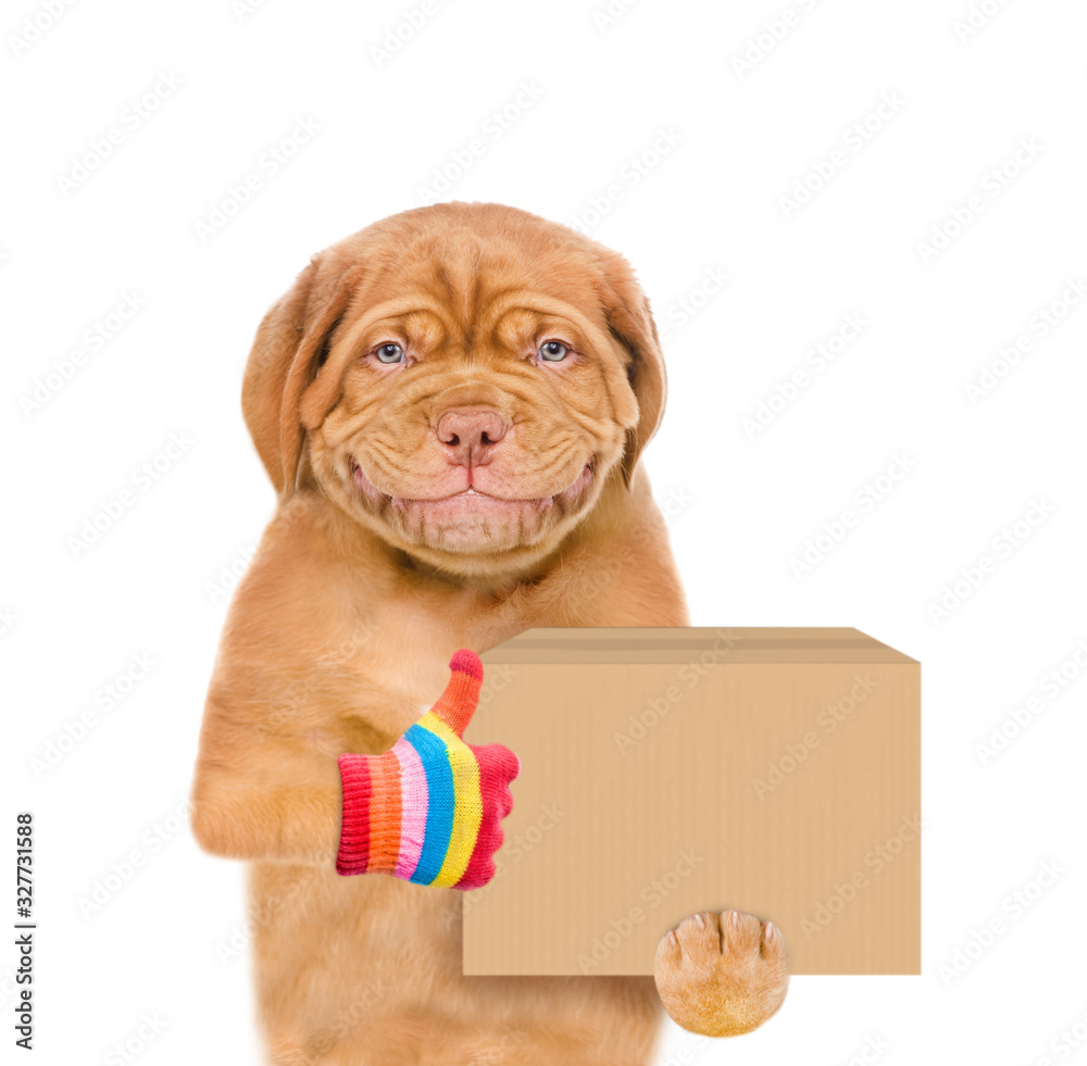 Poster smiling puppy holds big box and shows thumbs up gesture. delivery concept. isolated on white backgro