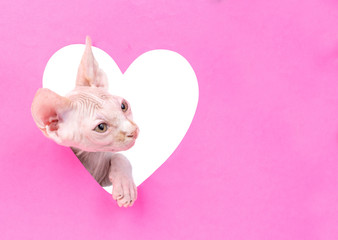 Playful sphinx cat looks through a hole in the shape of a heart. Empty space for text. Isolated on white background