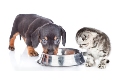 Dachshund puppy and baby kitten eat together from one bowl. isolated on white background