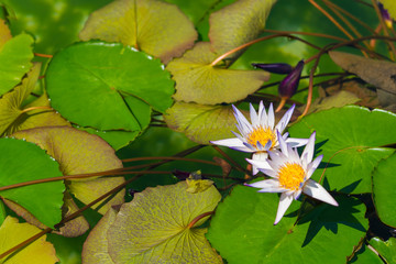 water lilies with green floating leaves in small decorative pond
