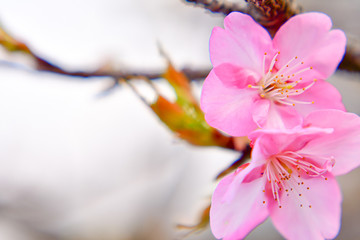 Fototapeta na wymiar 桜はあなたを応援します。