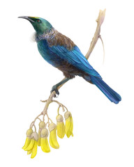 Tui Bird Pencil Illustration Isolated on White with Clipping Path
