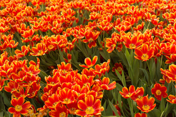 Orange and yellow tulips fild. Spring background.