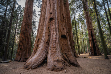Obraz premium Massive trees in Sequoias National Park