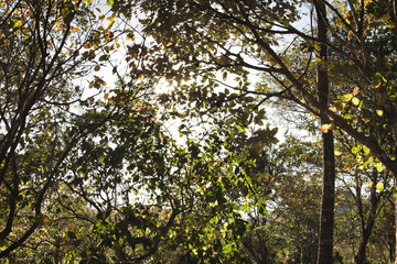 tree in autumn