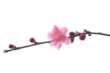 Fototapeta premium blooming plum tree with pink flowers in details. seasonal floral background
