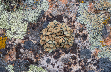 Brown rock-posey lichen (Rhizoplaca peltata) is a large, light green lichen with brown central apothecia. The thalli are broad and commonly waxy. The surface is non pruinose.