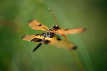 Yellow-striped Flutterer Dragonfly also known as Rhyothemis phyllis.