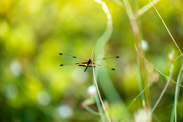 Yellow-striped Flutterer Dragonfly also known as Rhyothemis phyllis.