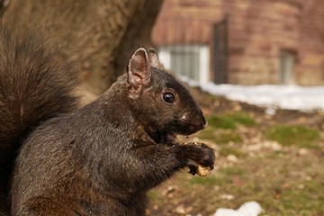 Close up shot of Furry round cute squirrel enjoying his 