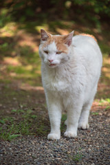 A cat walking on a gravel road