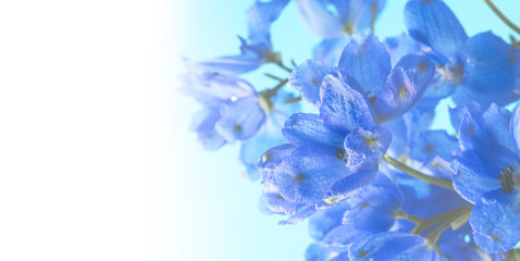 deep blue flowers of delphinium isolated on a white background