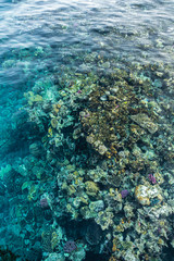 Fototapeta na wymiar coral reef at low tide. low tide in the red sea