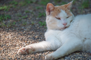 A white cat lying on the ground