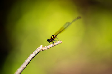 Orange threadtail damselfly also known as Nososticta solida.