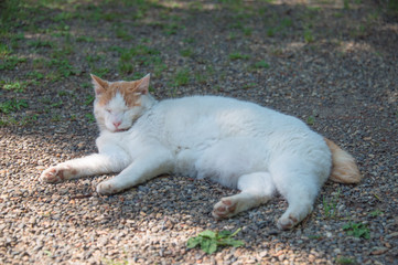 A white cat lying on the ground