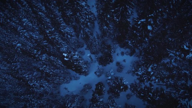 Drone Floating Over Snowy Forest Trees Canopy at Dusk