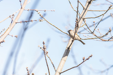 sparrow is sitting on a branch. bird kingdom. Live nature
