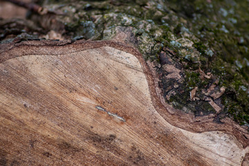 Frisch gefällter Baum zeigt die schöne Holzmaserung, die raue Baumrinde und das Kambium im Querschnitt nach dem die Kettensäge den Baum zersägt hat für Holzmöbel und Schreinereien