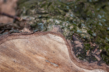 Frisch gefällter Baum zeigt die schöne Holzmaserung, die raue Baumrinde und das Kambium im Querschnitt nach dem die Kettensäge den Baum zersägt hat für Holzmöbel und Schreinereien
