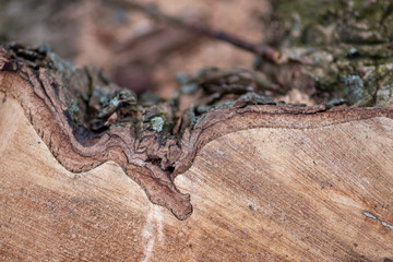 Frisch gefällter Baum zeigt die schöne Holzmaserung, die raue Baumrinde und das Kambium im Querschnitt nach dem die Kettensäge den Baum zersägt hat für Holzmöbel und Schreinereien