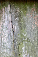 Fototapeta premium Cedar fence wood close-up for background