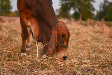 Dark red Brazilian Hindu cows are living in the dry fields.