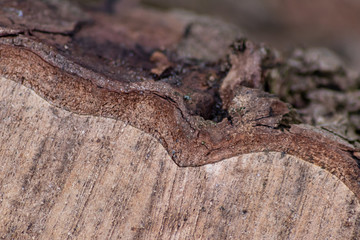 Frisch gefällter Baum zeigt die schöne Holzmaserung, die raue Baumrinde und das Kambium im Querschnitt nach dem die Kettensäge den Baum zersägt hat für Holzmöbel und Schreinereien