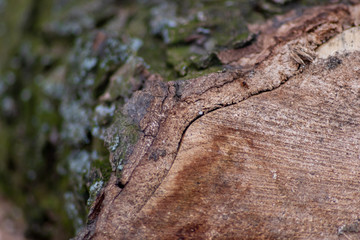 Frisch gefällter Baum zeigt die schöne Holzmaserung, die raue Baumrinde und das Kambium im Querschnitt nach dem die Kettensäge den Baum zersägt hat für Holzmöbel und Schreinereien