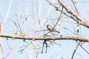 sparrow is sitting on a branch. bird kingdom. Live nature