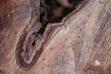 Frisch gefällter Baum zeigt die schöne Holzmaserung, die raue Baumrinde und das Kambium im Querschnitt nach dem die Kettensäge den Baum zersägt hat für Holzmöbel und Schreinereien