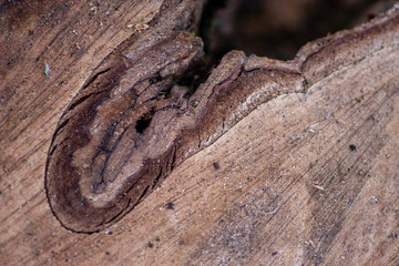 Frisch gefällter Baum zeigt die schöne Holzmaserung, die raue Baumrinde und das Kambium im Querschnitt nach dem die Kettensäge den Baum zersägt hat für Holzmöbel und Schreinereien
