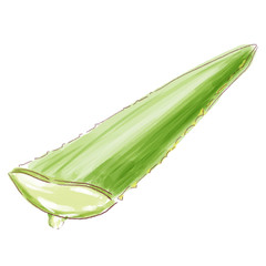 aloe_watercolor