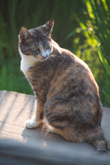 Naklejka na ściany i meble A calico tabby cat on a wooden bridge at sunset.