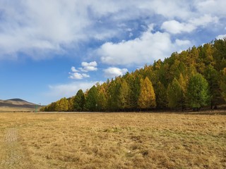 Mongolian field forest tree maple landscape