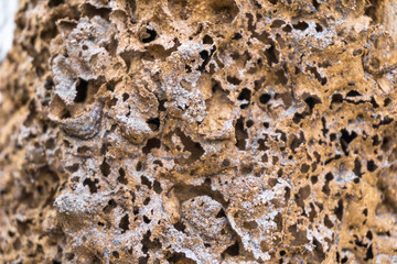 Termite nest texture and background