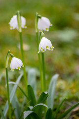 Bezaubernd blühende Frühlingsknotenblume (Leucojum vernum), auch Märzenbecher, Märzbecher, Märzglöckchen oder Großes Schneeglöckchen genannt, ist ein Frühlingsbote im heimischen Garten