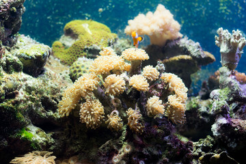 Tropical Exotic Aquarium fish close-up.